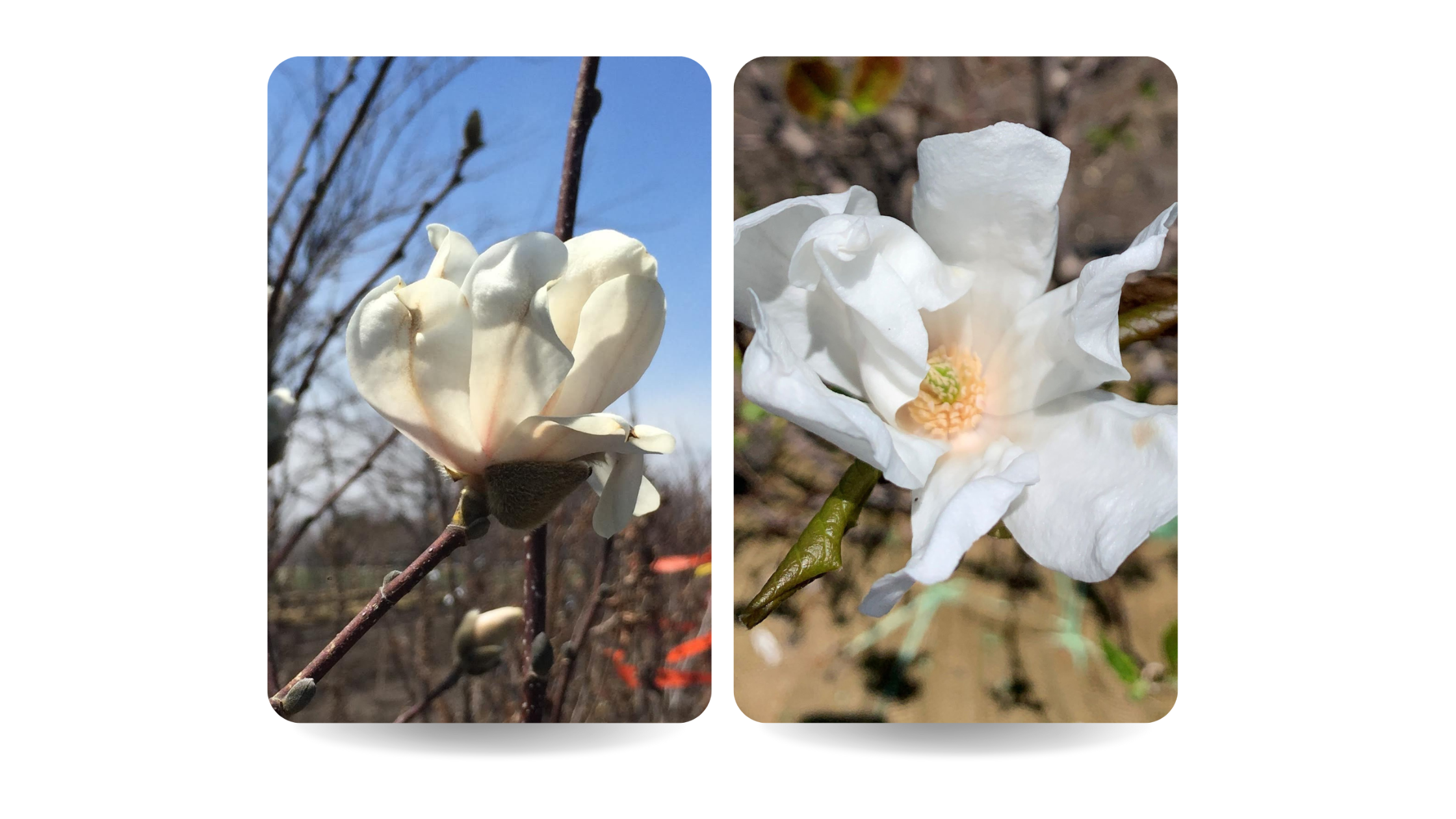 Dr. Merrill Magnolia in Bloom